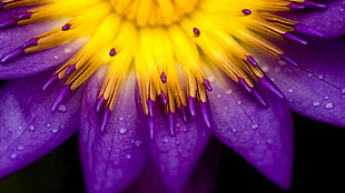 yellow and purple flower, purple, water drops, lilies, flowers