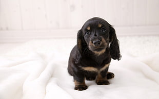 long-haired black and tan dachshund puppy sits on white textile