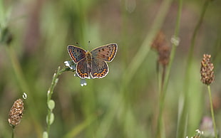 macro photography of brown Butterfly sitting on top of flower HD wallpaper