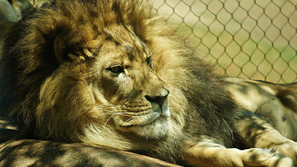 male lion near chain-link fence HD wallpaper