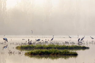 flock of egrets, birds, landscape, water, animals HD wallpaper