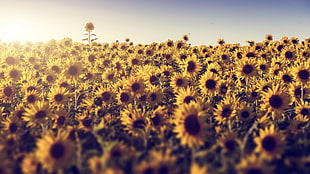 sunflower field, field, flowers, sunlight, sunflowers
