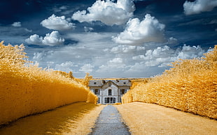 white concrete house, house, clouds, field, yellow