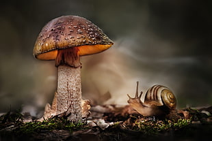 brown and white snail and brown mushroom, macro, snail, mushroom, HDR
