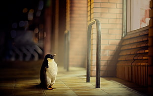 Penguin on white tile HD wallpaper