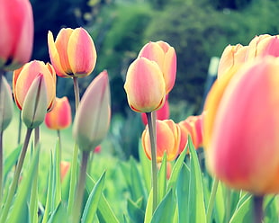 yellow and red petaled flowers, tulips, Dutch, Netherlands, flowers HD wallpaper
