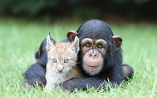 orange cat beside chimpanzee