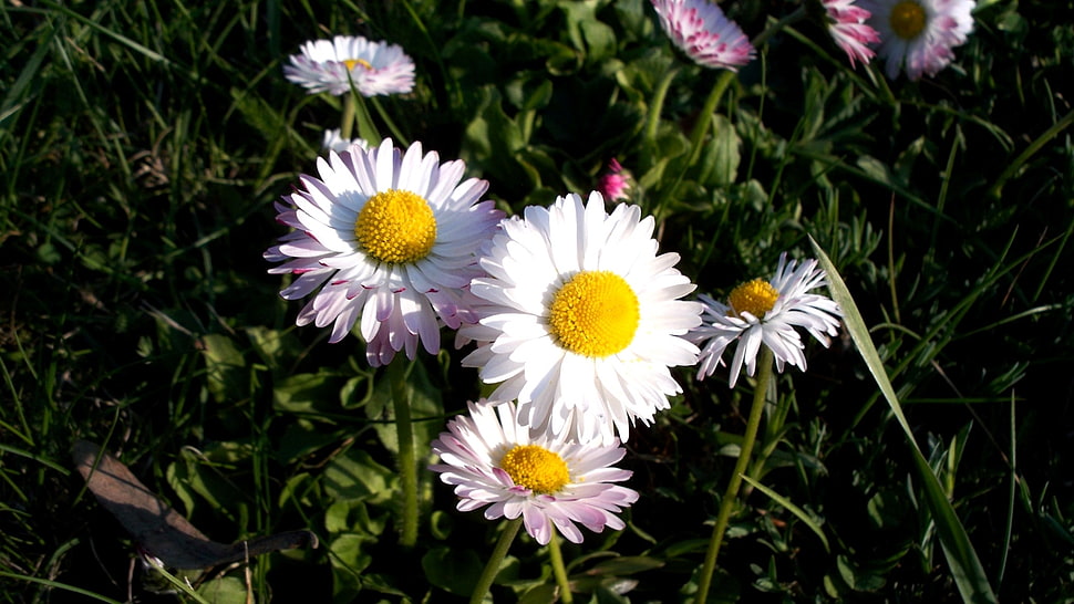 photography of white daisy flower HD wallpaper