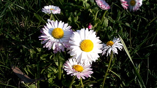photography of white daisy flower