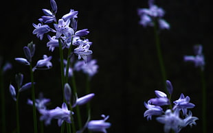 blue and white flowers HD wallpaper