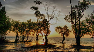 silhouette of trees, trees, Thailand, sunset, beach