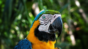 Blue Macaw bird closeup photogrpahy HD wallpaper