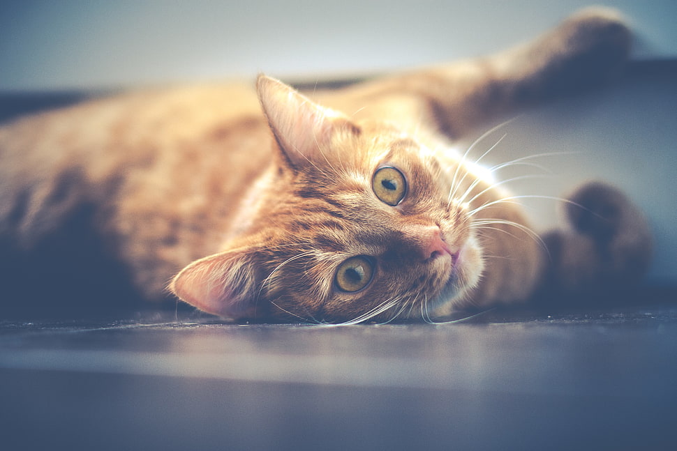 brown short coated cat HD wallpaper