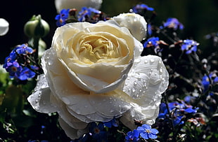 white rose with water dews
