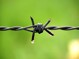gray metal barbwire in closeup photography