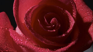 closeup photography of red rose with water dew