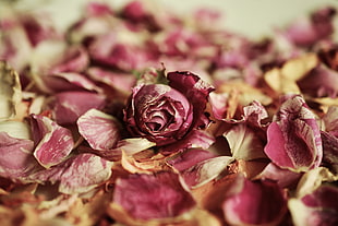 pink rose, Rose, Bud, Petals HD wallpaper