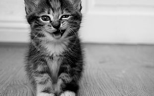 grayscale photo of kitten, nature, cat, kittens, pet