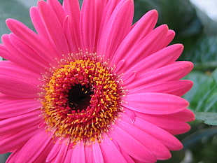 pink flower macro shot