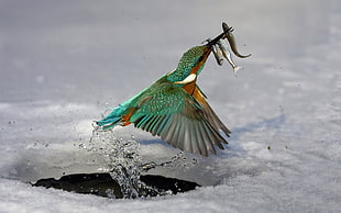 green bird with three fishes on beak
