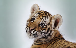 tiger cub, animals, baby animals, cat, tiger HD wallpaper