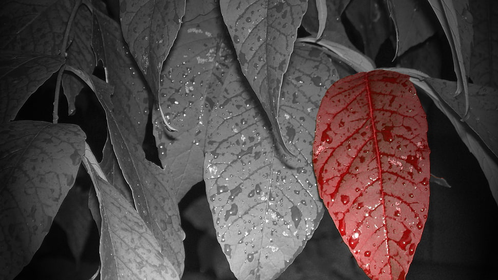 leaves, flowers, leaves, selective coloring, water drops HD wallpaper