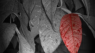leaves, flowers, leaves, selective coloring, water drops