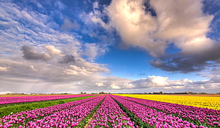 pink Tulip flower field under blue cloudy sky during daytime, plenty, dutch
