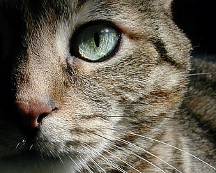 gray cat in closeup photo