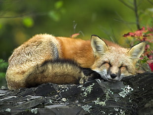closeup photo of brown fox