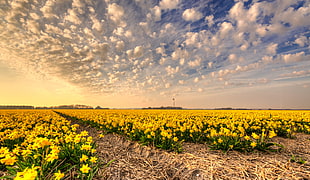 field of yellow petaled flower HD wallpaper