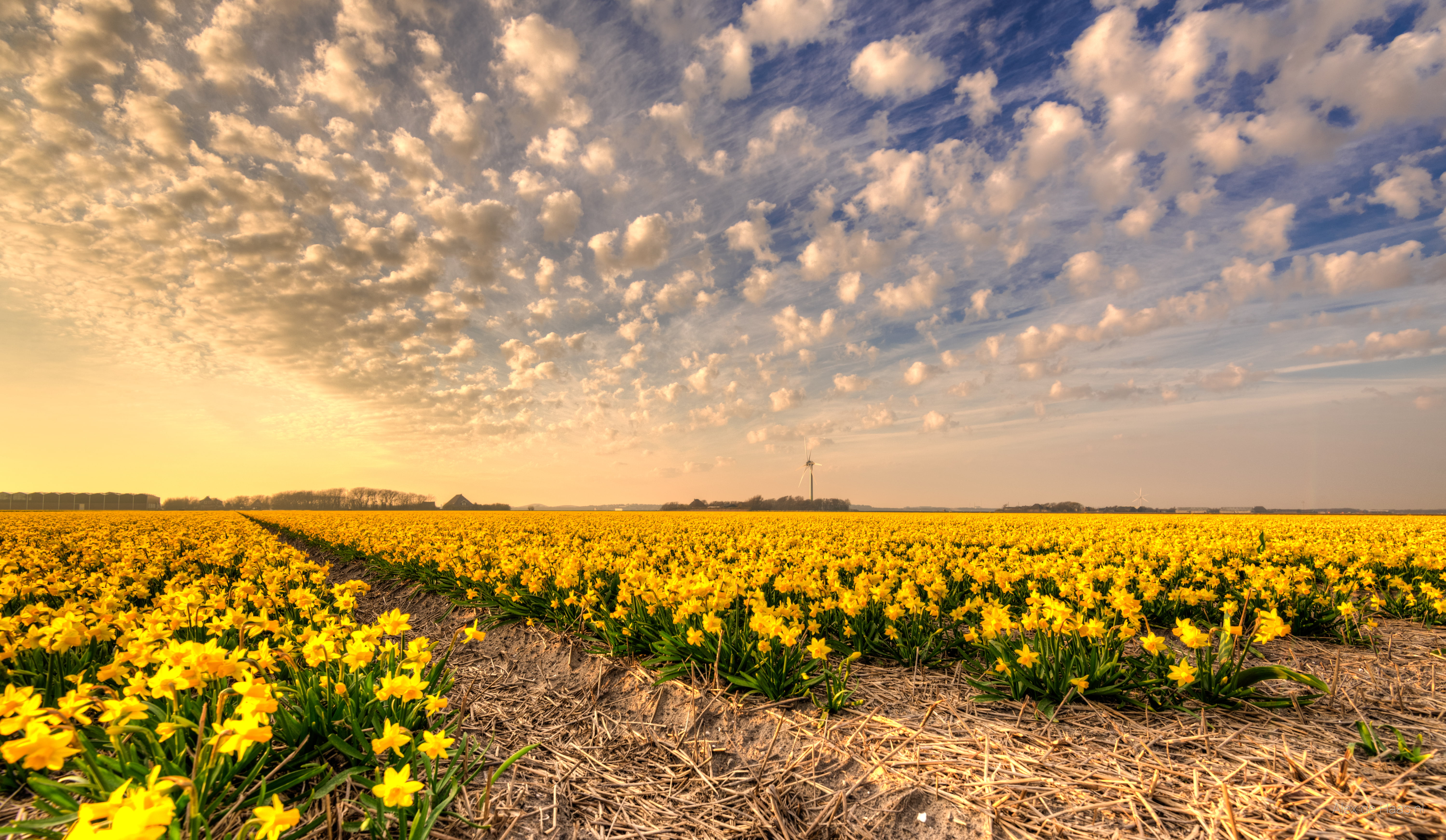 field of yellow petaled flower