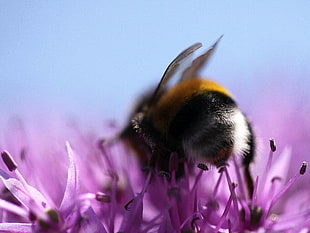 macro shot of bee on purple flower HD wallpaper