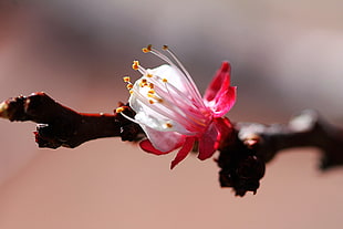 pink and white petaled flower during daytime