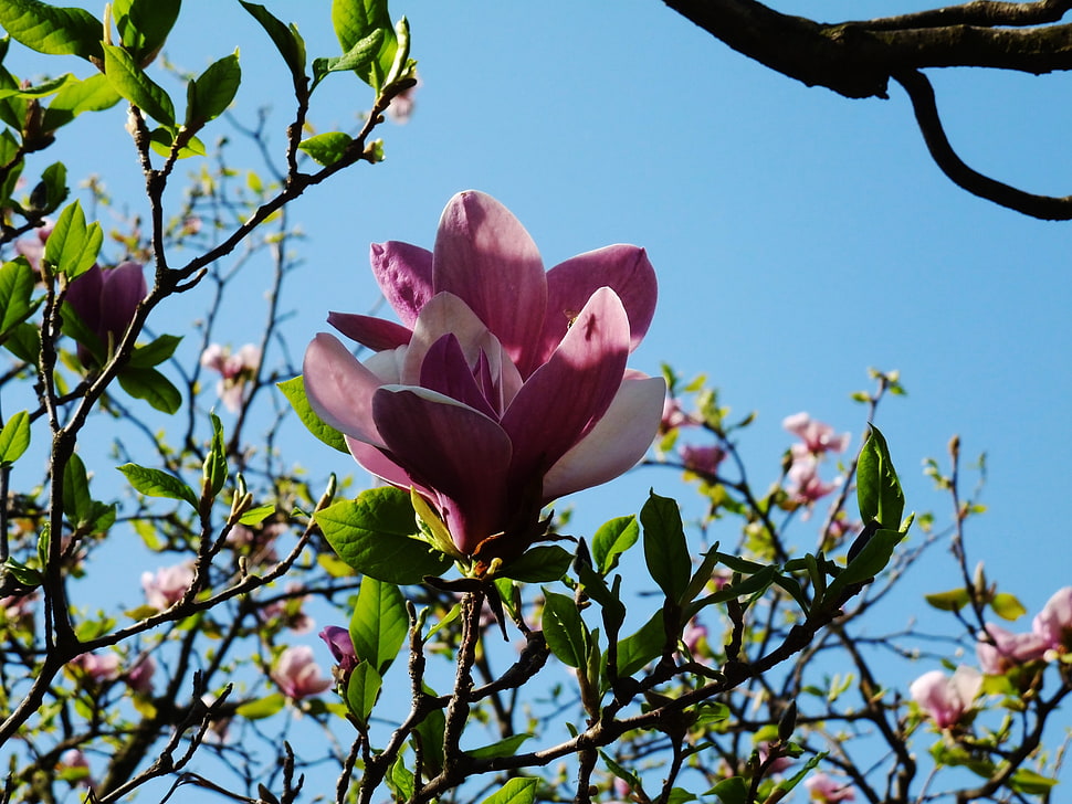 selective focus photography of pink Magnolia flower HD wallpaper