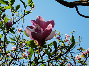 selective focus photography of pink Magnolia flower