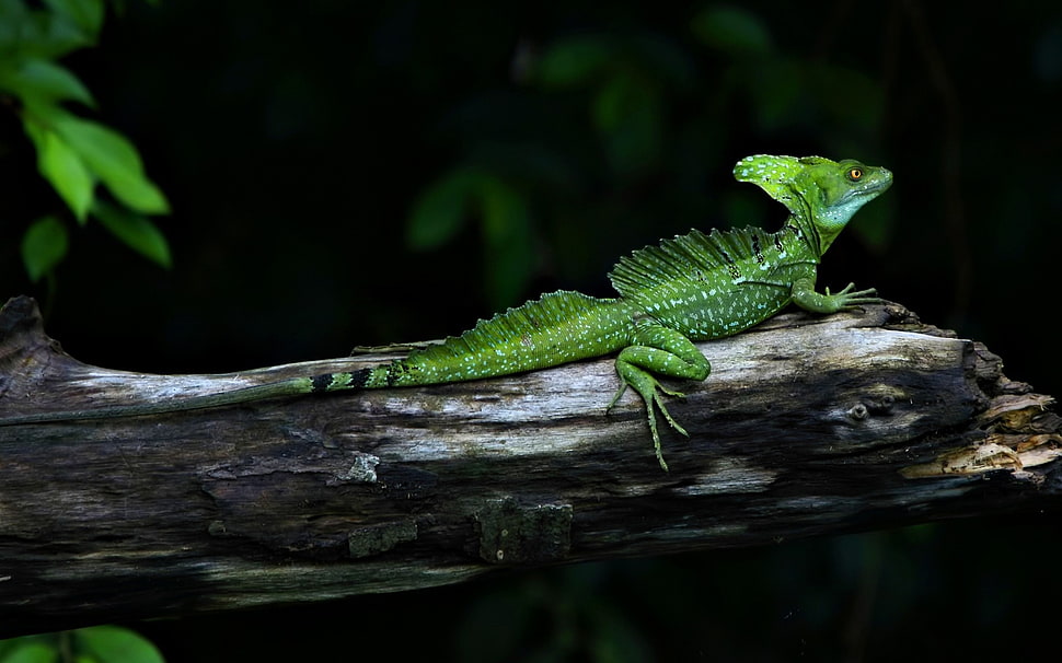 green lizard on brown brunch HD wallpaper