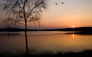 green leafed tree, landscape, sunset, nature