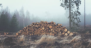 firewood cord, mist, wood, photography, nature HD wallpaper
