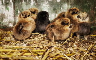 brown chicks HD wallpaper