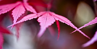pink leaf focus photography, bergamo