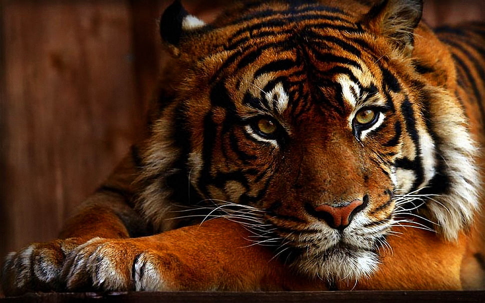 Siberian Tiger HD wallpaper