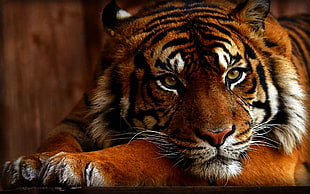 Siberian Tiger HD wallpaper