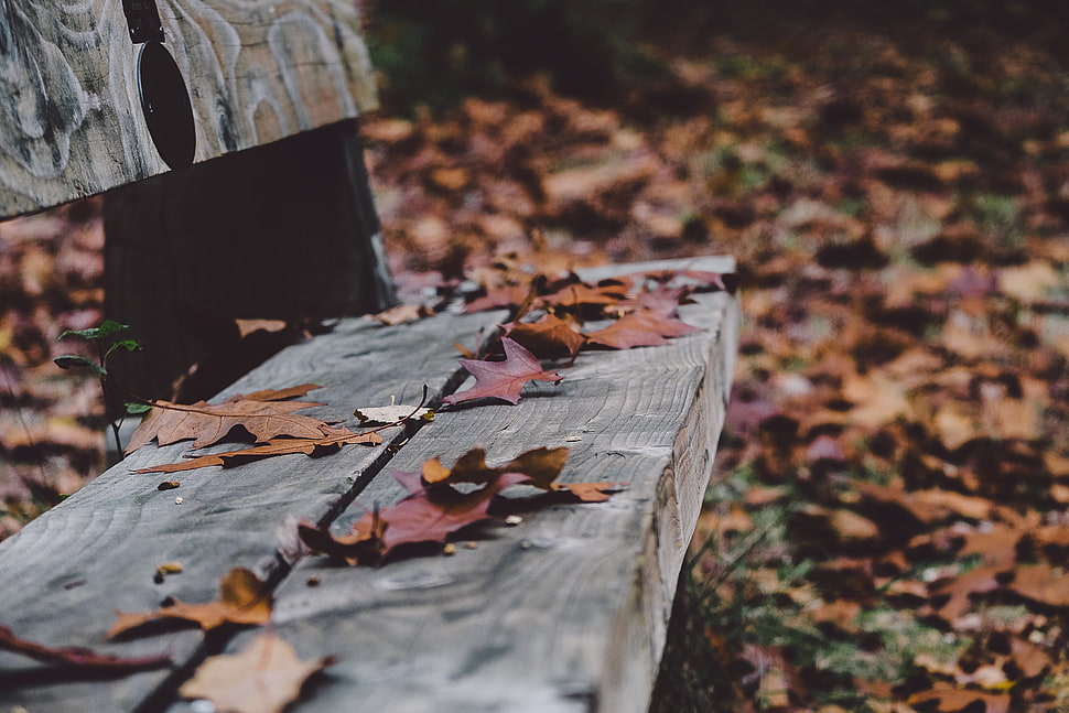 green leaf lot, nature, fall, bench, leaves HD wallpaper