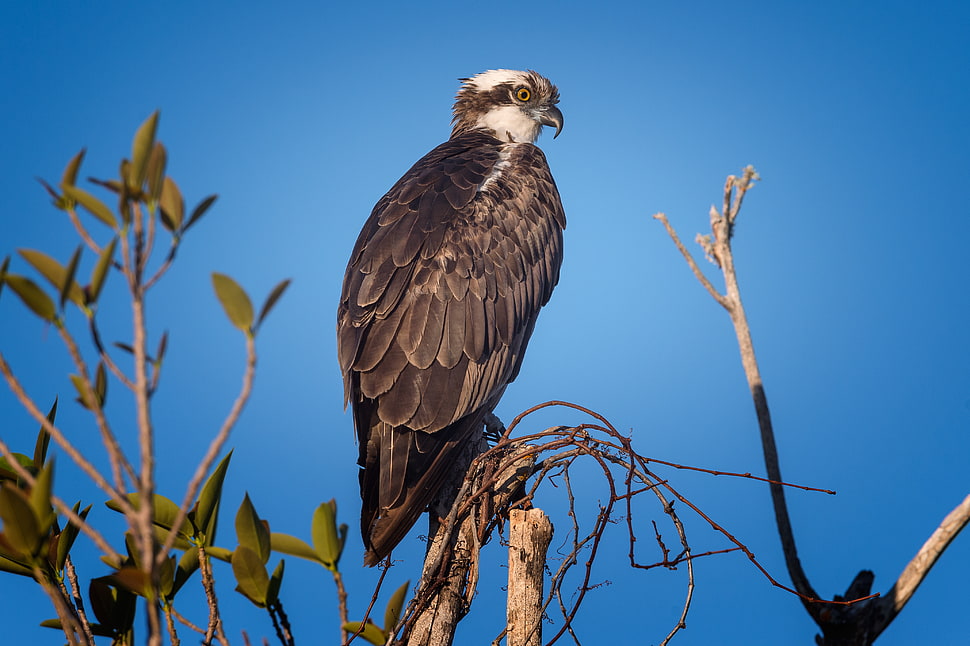 brown and white Hawk, osprey, pandion haliaetus, national wildlife refuge, sanibel island, florida HD wallpaper