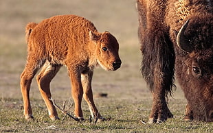 bison and its young HD wallpaper