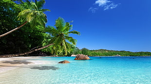 two coconut trees, landscape, beach, palm trees, tropical
