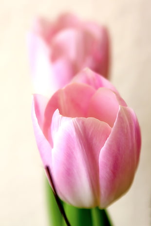 pink tulip HD wallpaper