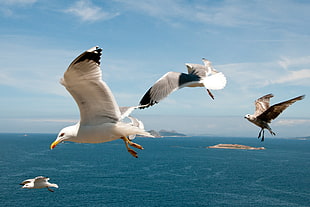 three white and seaguls, seagull HD wallpaper
