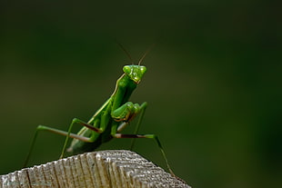 green praying mantis HD wallpaper
